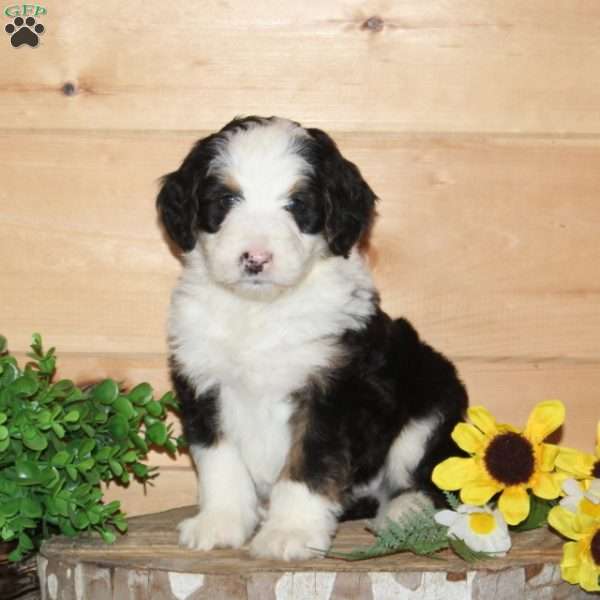 Blue Jay – F1, Bernedoodle Puppy